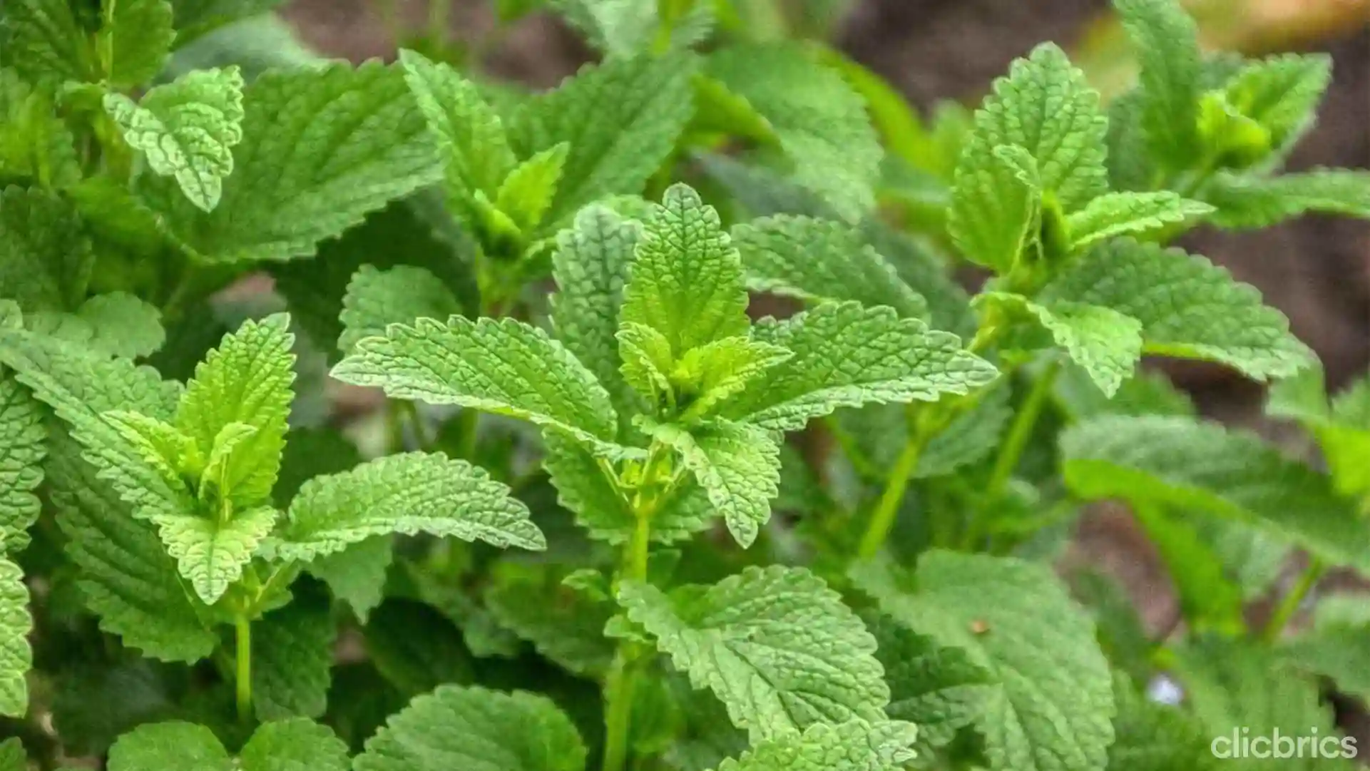 ayurvedic plants name